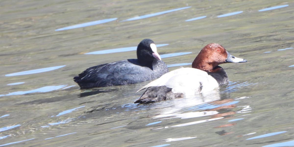 रारामा पाहुना चराको संख्या बढ्यो