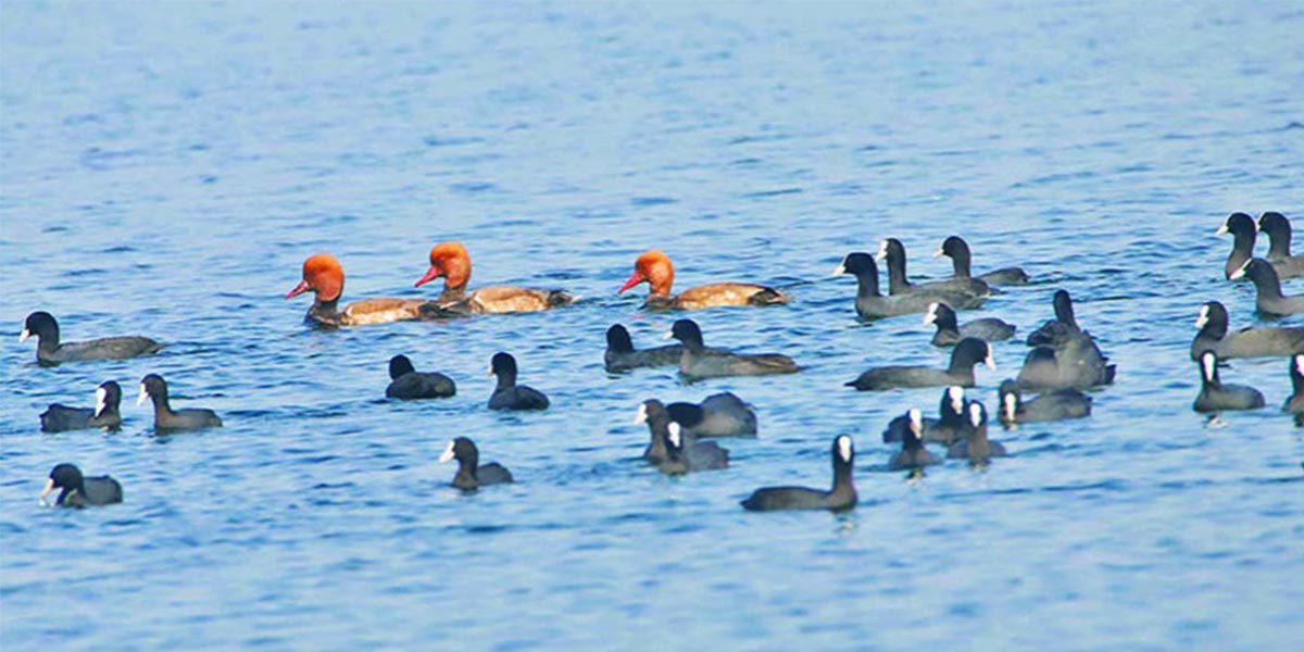आजदेखि देशभर जलपक्षी गणना गरिँदै
