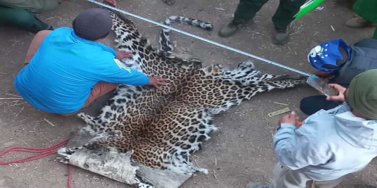 चितुवाको छाला बरामद