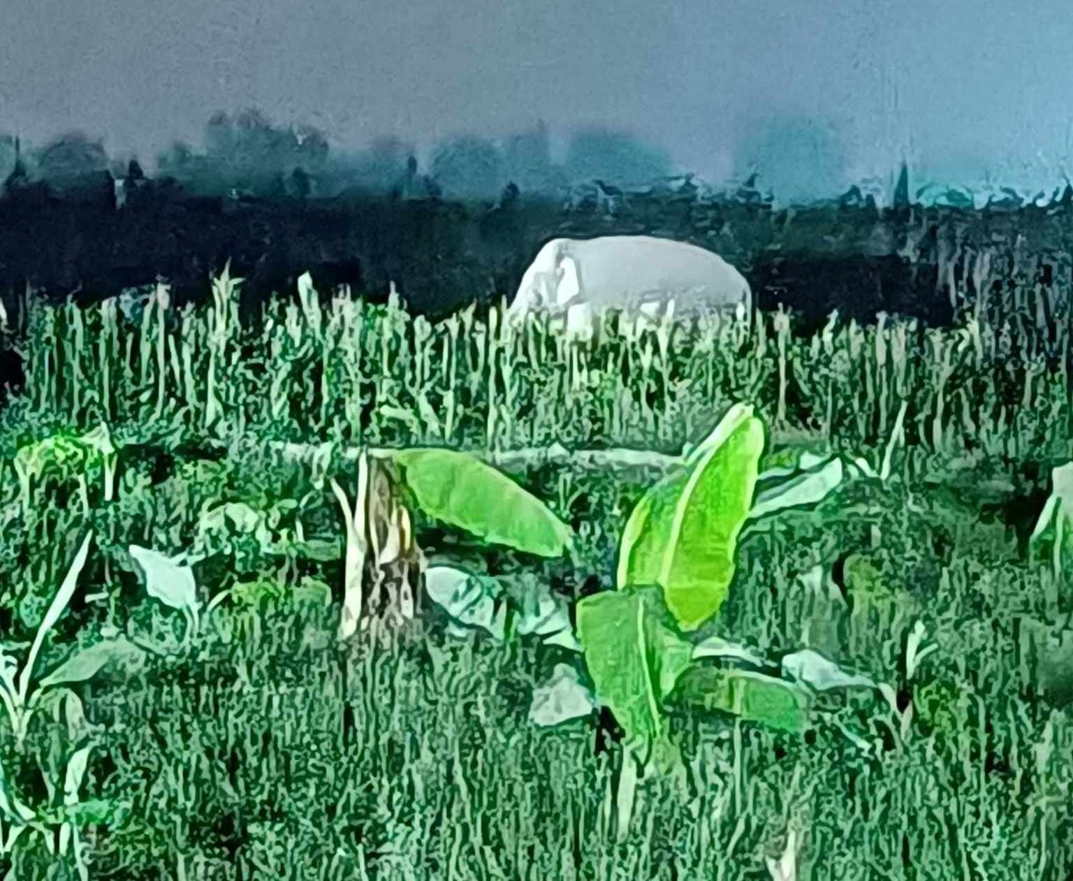 गैडाटारमा जंगली हात्ती प्रवेश गर्दा केरा खेतीमा क्षती