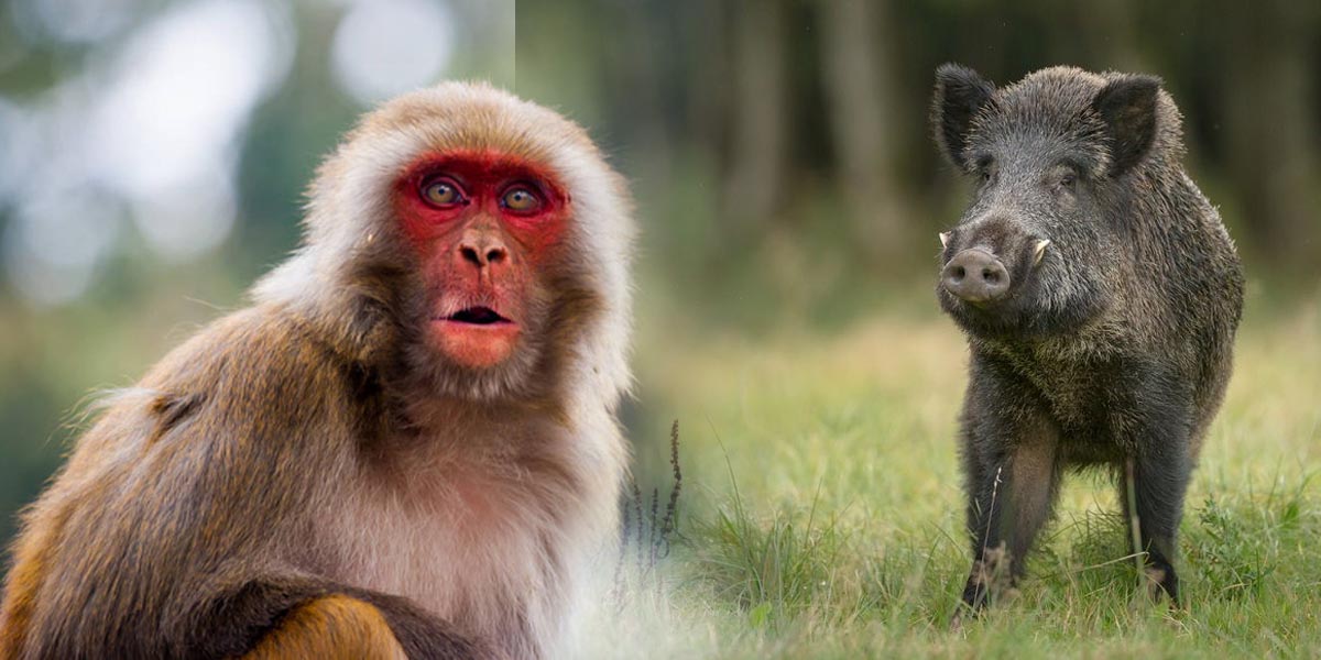 बँदेल र रातो बाँदर कृषि हानिकारक घोषणा, धपाउँदा मरे कार्वाही नहुने