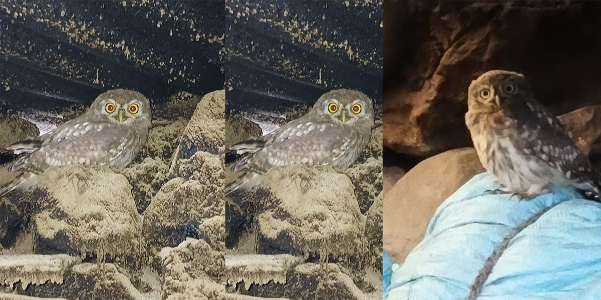 मुस्ताङको तेताङमा दुर्लभ सानो उल्लु दुई बच्चासहित भेटियो