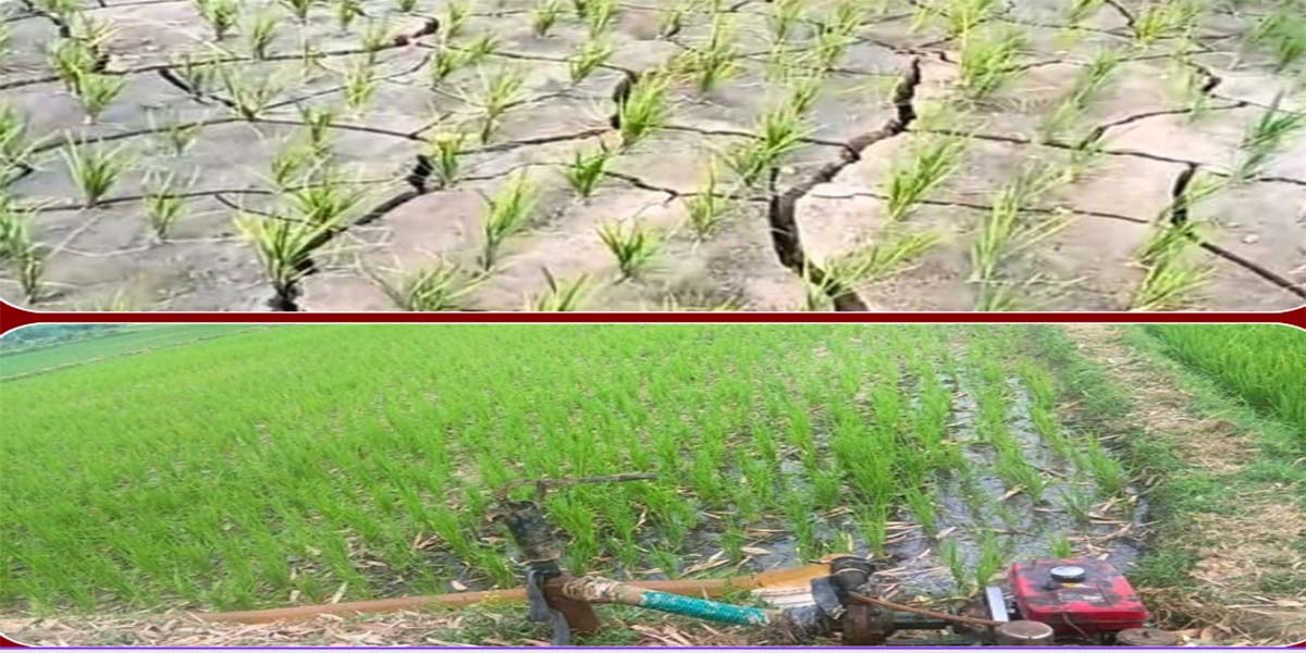 मधेशमा ५७ प्रतिशत मात्रै धान रोपाइँः खाद्य सुरक्षाको जोखिम हुन सक्ने