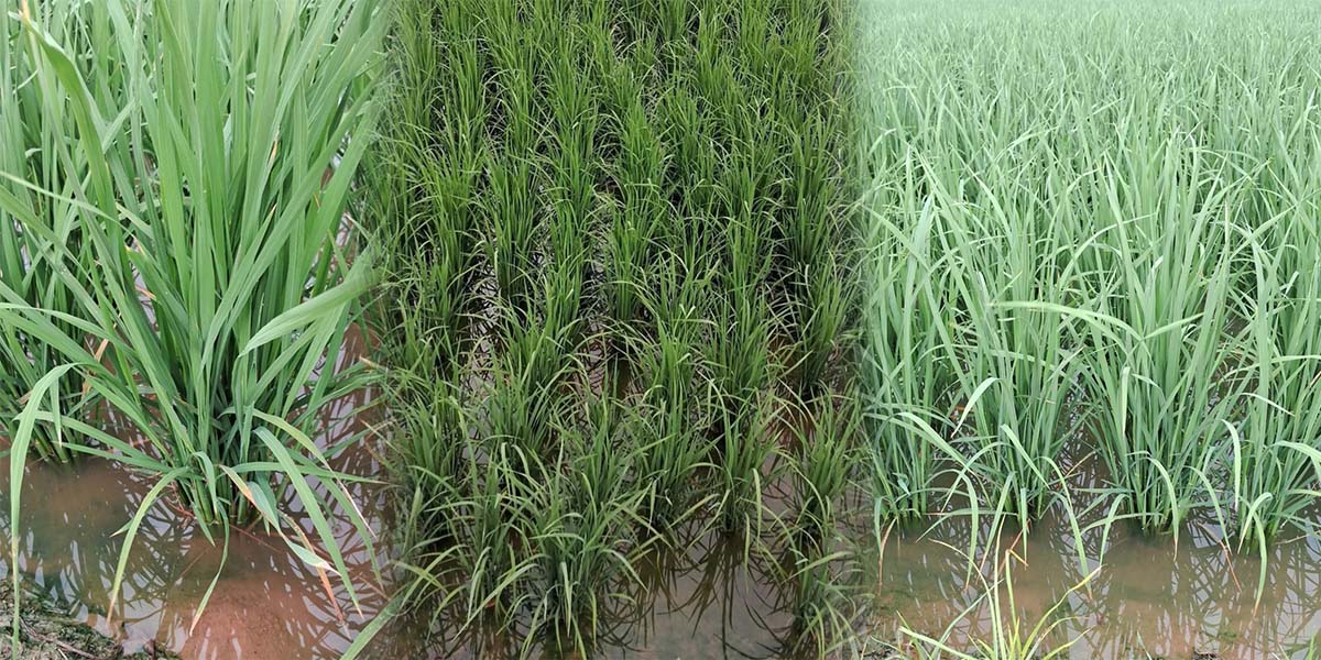 किसानलाई राहत : धाँजा फाटेको धान खेतमा आकाशे वर्षाको पानी जम्यो