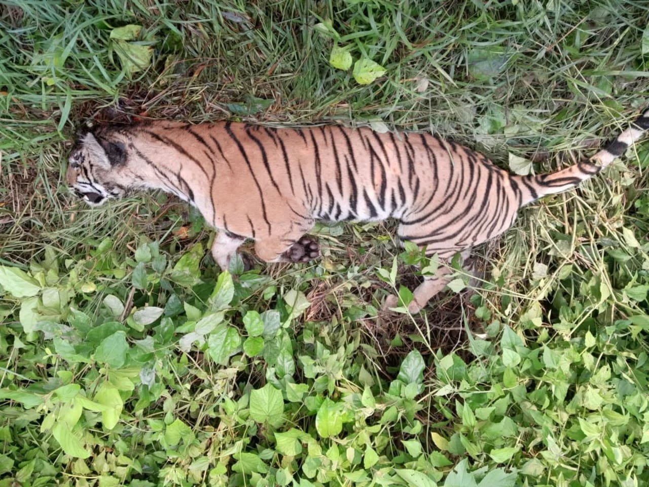 ठोरीमा मृत भेटिएको दुर्लभ पाटे बाघ आपसी लडाइँमा मरेको हुनसक्ने अनुमान