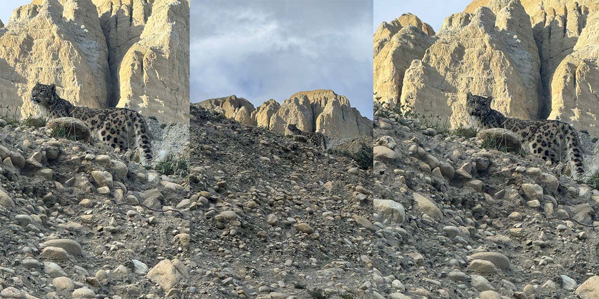 मुस्ताङको प्राकृतिक बास्थानमा भेटियो बैंस हिउँ चितुवा