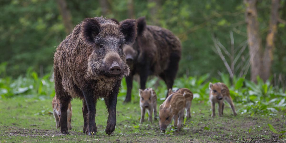 ताप्लेजुङका किसान बँदेलबाट पीडित