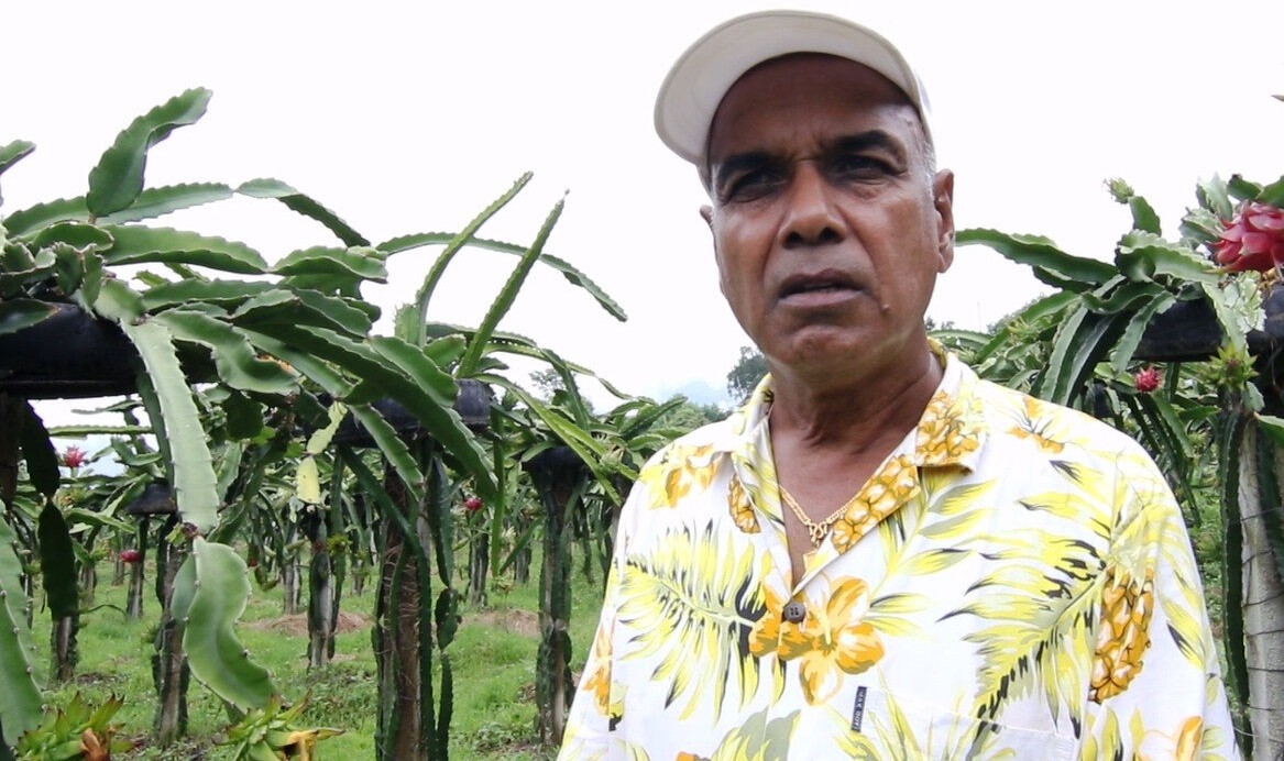 बाँझो बारीमा ड्रागन फ्रुटको बगैँचा : रामबहादुर साईको लाखौँ आम्दानी