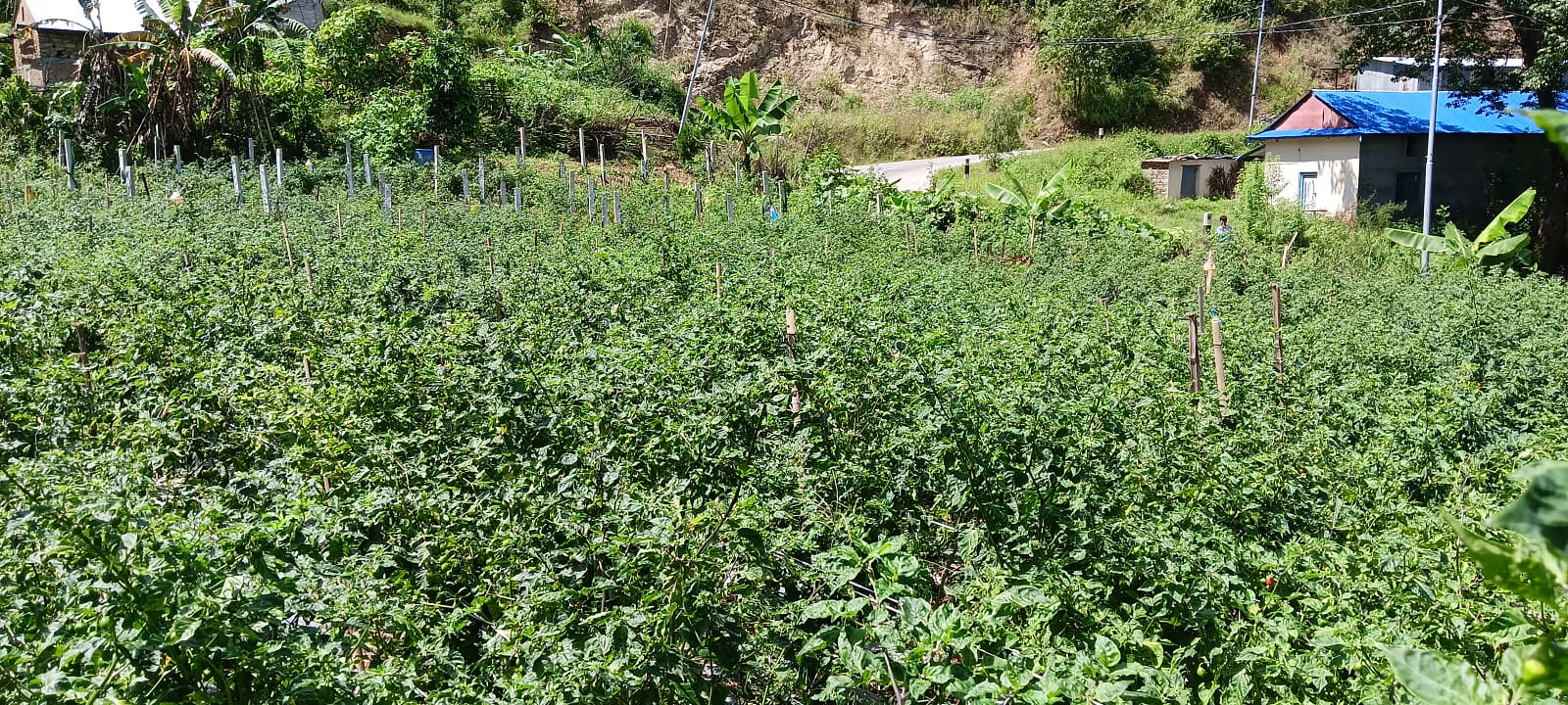 खुर्सानी खेतीबाट कमाउँदै रामेछापका किसान