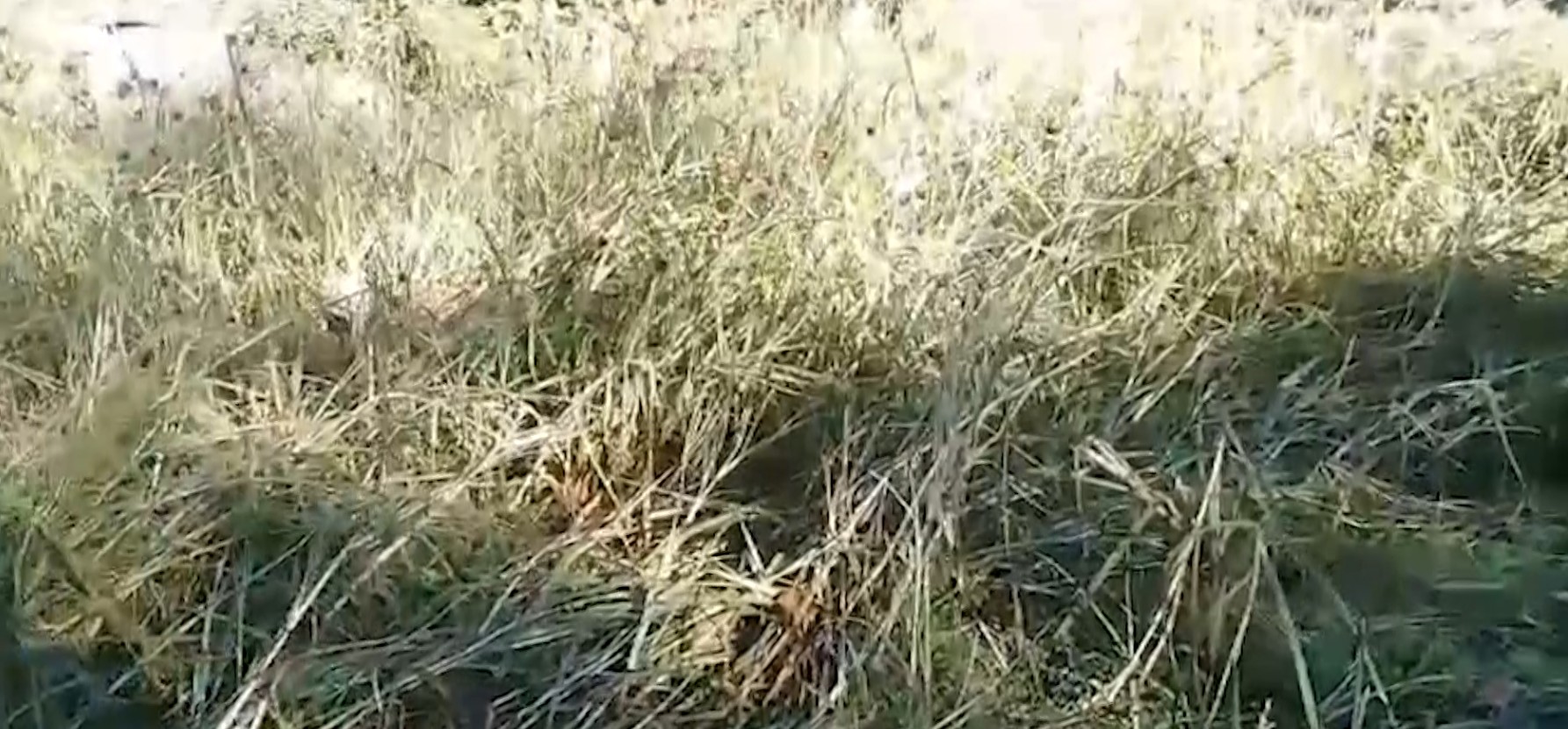 बाजुरामा बाँदरको आतंकः बालीनाली सखाप