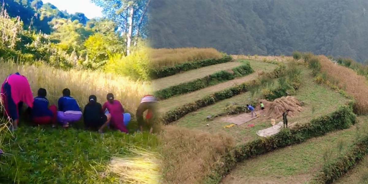 बेमौसमी वर्षाको त्रास : किसानलाई चाढबाड भन्दा बालीनाली भित्राउन भ्याइनभ्याइ