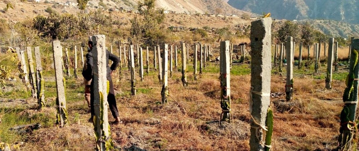 सिँचाईको अभावमा ड्रयागन खेती