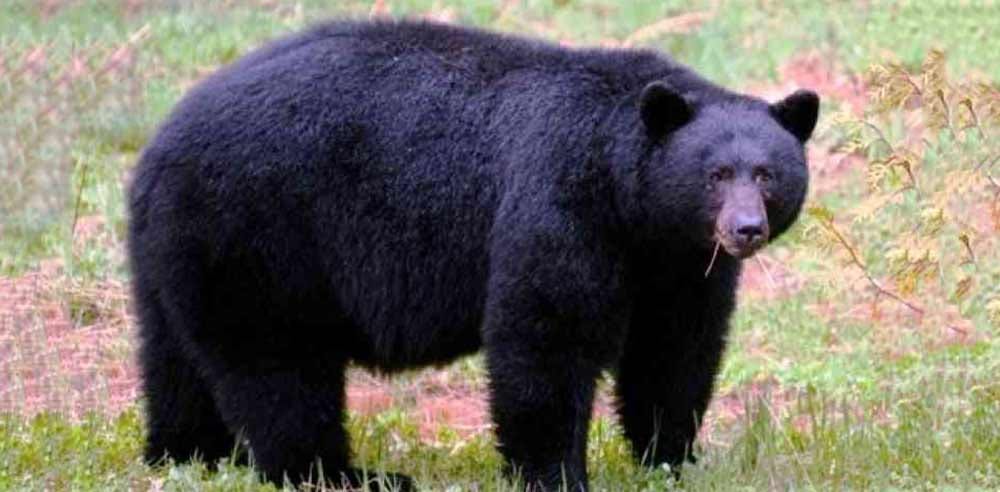 भालुको आक्रमणबाट एकजना घाइते