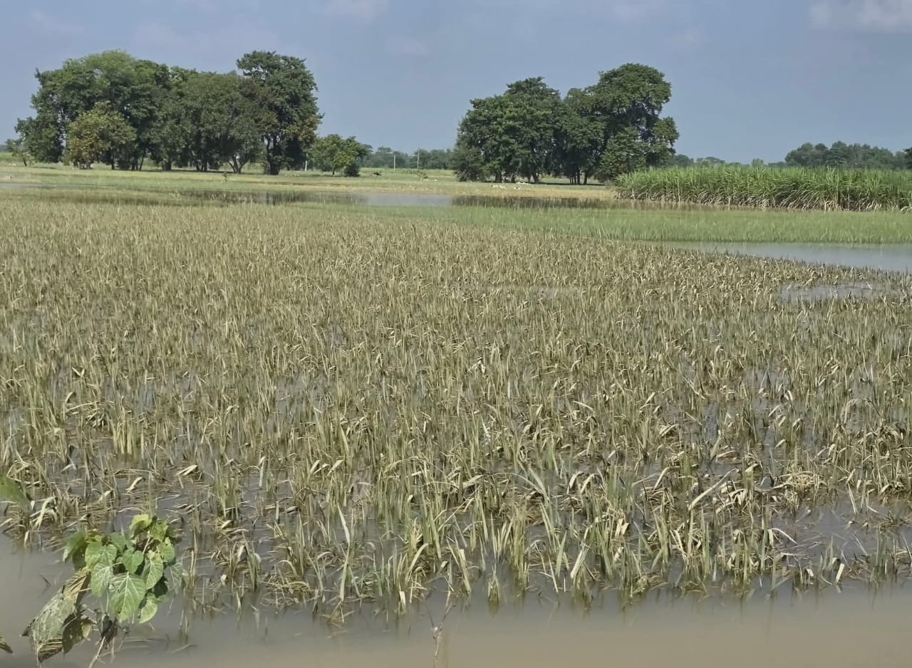 वर्षा र हावाहुरीका कारण १५ प्रतिशत धान बालीमा क्षति