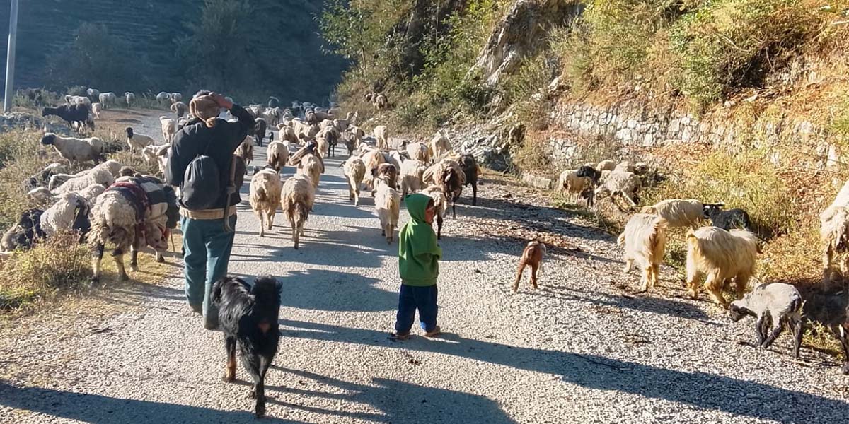 हिमपात र चिसो छल्न बेँसीतिर झर्दै भेडीगोठ