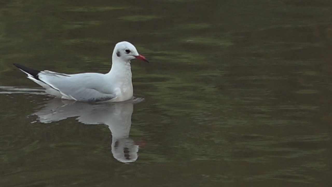 काठमाडौंमा दुर्लभ ‘कालो टाउके दंगा चिल’को बथान देखियो