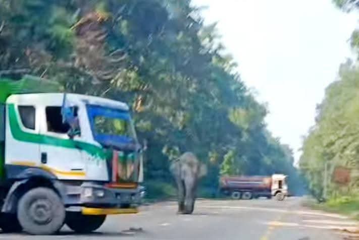 हात्तीको आक्रमणबाट ट्रक चालकको मृत्यु