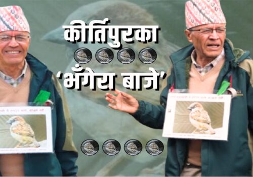कीर्तिपुरका ‘भँगेरा बाजे’ : जो घर घरमा भँगेराको वासस्थान निर्माणमा सक्रिय छन्