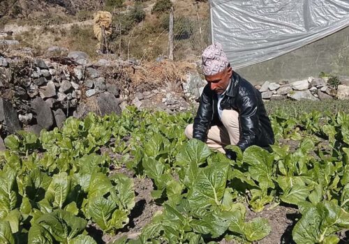 ५० को उमेरमा पनि हरियाली सपना: बाजुराका पाध्यायको तरकारी सफलताको कथा