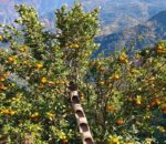 उमाकुण्ड प्रीतिका किसान सुन्तला खेतीबाट मालामाल