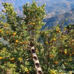 उमाकुण्ड प्रीतिका किसान सुन्तला खेतीबाट मालामाल