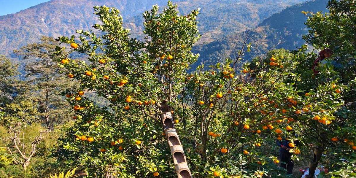 उमाकुण्ड प्रीतिका किसान सुन्तला खेतीबाट मालामाल