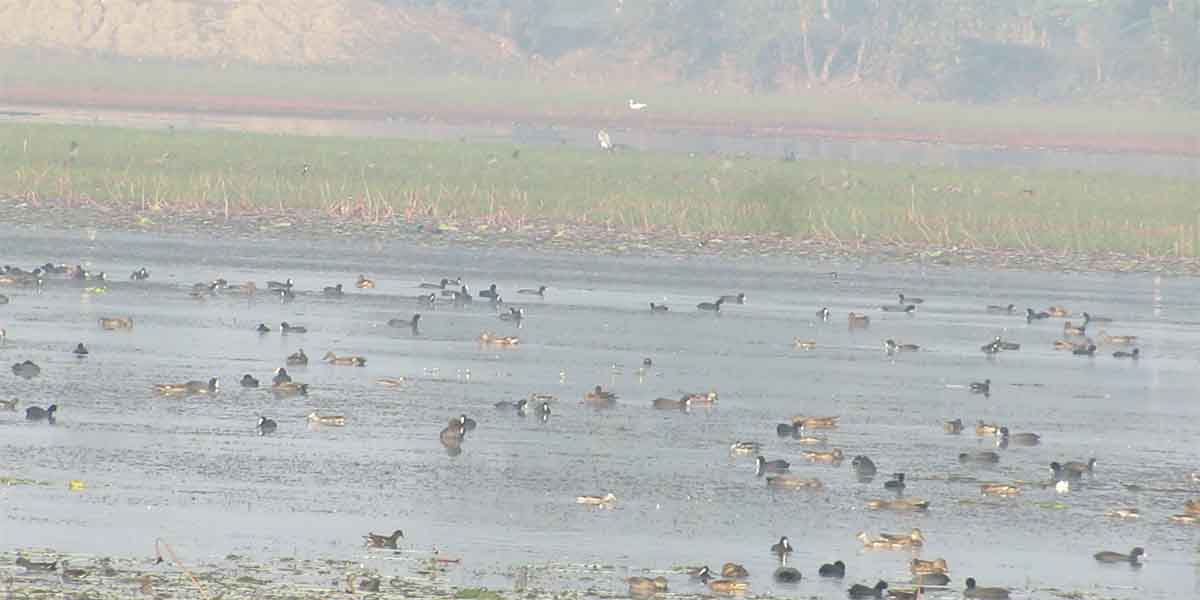 बढैयातालमा रमाउँदै आगन्तुक चराहरु