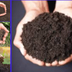 आज विश्व माटो दिवस : विभिन्न कार्यक्रम गरि मनाइँदै