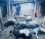 मुस्ताङमा हिउँ चितुवाको आक्रमणले १९ वटा भेडा–च्याङ्ग्रा मारिए