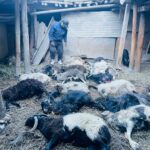 मुस्ताङमा हिउँ चितुवाको आक्रमणले १९ वटा भेडा–च्याङ्ग्रा मारिए