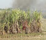 सर्लाहीको उखु खेतीमा भीषण आगलागी