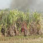 सर्लाहीको उखु खेतीमा भीषण आगलागी