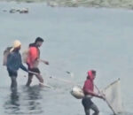 बागमतीमा ‘इलेक्ट्रिक करेन्ट’ जलचरमा असर