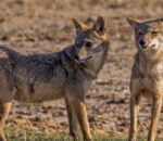 स्यालको आक्रमणबाट रौतहटमा पाँच जना घाइते