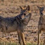 स्यालको आक्रमणबाट रौतहटमा पाँच जना घाइते