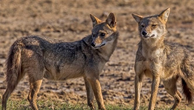 स्यालको आक्रमणबाट रौतहटमा पाँच जना घाइते