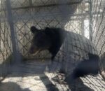 मुस्ताङमा हिमाली कालो भालुको बच्चा जिउँदै उद्धार