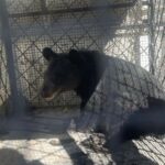 मुस्ताङमा हिमाली कालो भालुको बच्चा जिउँदै उद्धार