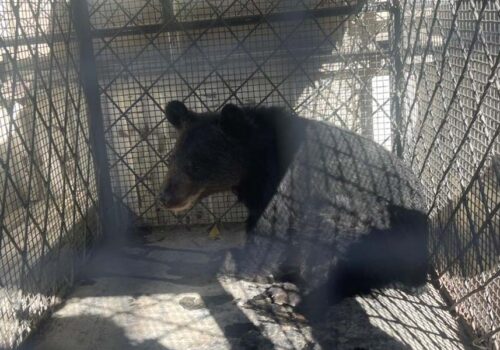 मुस्ताङमा हिमाली कालो भालुको बच्चा जिउँदै उद्धार