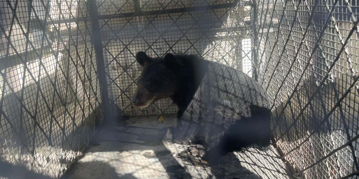 मुस्ताङमा हिमाली कालो भालुको बच्चा जिउँदै उद्धार